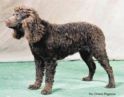 American Water Spaniel